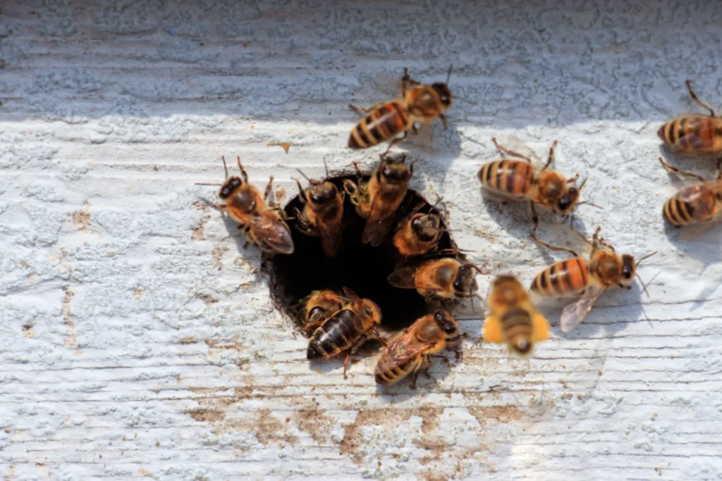 Maîtriser l'invasion des frelons asiatiques : Comprendre, prévenir et agir pour protéger la biodiversité